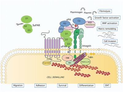 Modulation of Cellular Function by the Urokinase Receptor Signalling: A Mechanistic View